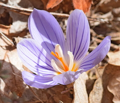 Crocus pulchellus