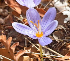 Crocus pulchellus