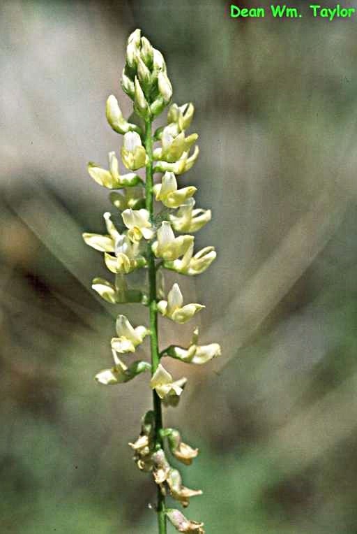 Astragalus clevelandii