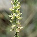 Astragalus clevelandii - Photo (c) 1997 Dean Wm. Taylor, algunos derechos reservados (CC BY-NC-SA)