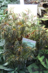 Begonia bipinnatifida