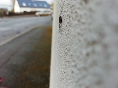 Platybunus pinetorum