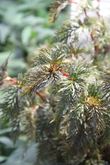 Begonia bipinnatifida