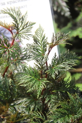 Begonia bipinnatifida