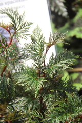 Begonia bipinnatifida