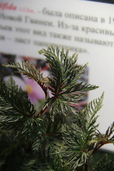 Begonia bipinnatifida