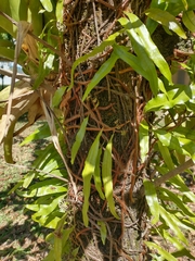 Microgramma lycopodioides