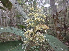 Miconia trinervia