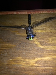 Rhionaeschna variegata