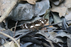 Aterica