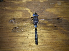 Rhionaeschna variegata