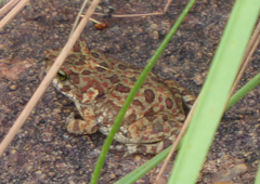 Poyntonophrynus fenoulheti