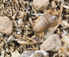 Myrmecophilus