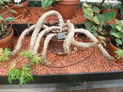 Begonia crassicaulis