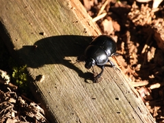 Thorectes intermedius