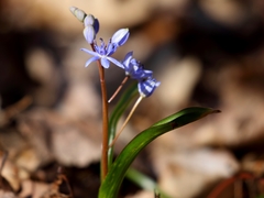 Scilla vindobonensis