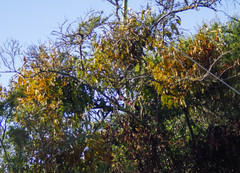 Phoradendron nervosum