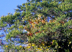 Phoradendron nervosum