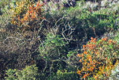 Phoradendron nervosum