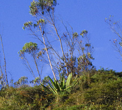 Furcraea andina
