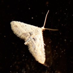 Araeopteron canescens