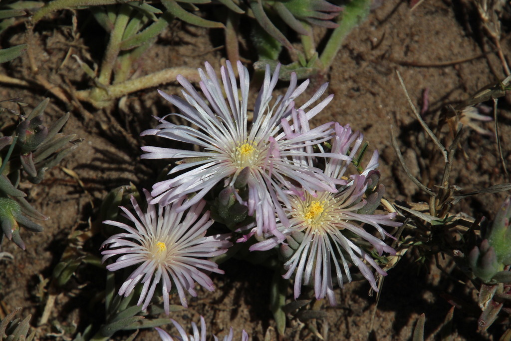 ice plants