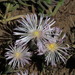 Mesembryanthemum - Photo (c) Tony Rebelo, algunos derechos reservados (CC BY-SA), uploaded by Tony Rebelo