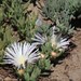 Mesembryanthemum canaliculatum - Photo (c) Tony Rebelo,  זכויות יוצרים חלקיות (CC BY-SA), uploaded by Tony Rebelo