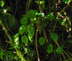 Gobenia