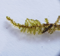 Campylophyllopsis hispidula