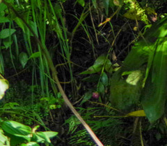 Elleanthus capitatus