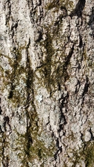 Campylophyllopsis hispidula