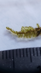 Campylophyllopsis hispidula