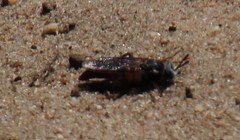 Afroleptomydas