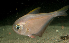 Pempheris compressa