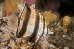 Chelmonops truncatus