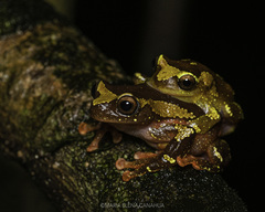 Dendropsophus sarayacuensis