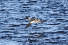 Mergus merganser