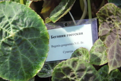 Begonia goegoensis