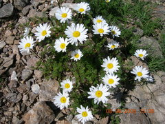 Tripleurospermum caucasicum