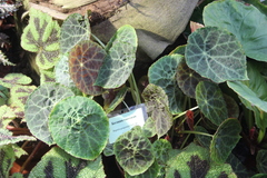 Begonia goegoensis
