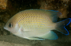 Mecaenichthys immaculatus