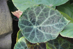 Begonia goegoensis