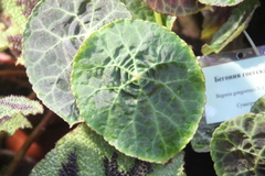 Begonia goegoensis
