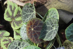 Begonia goegoensis