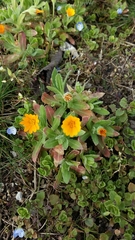 Calendula arvensis