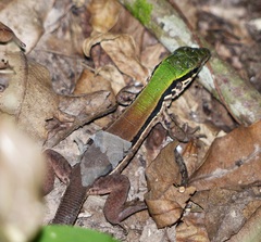 Ameiva ameiva