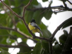 Palawan Tit photo 3