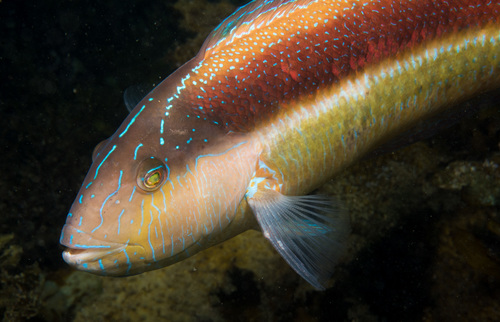 Australian maori-wrasse (Ophthalmolepis lineolata) — Labridae — 2