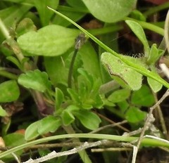 Viola kitaibeliana